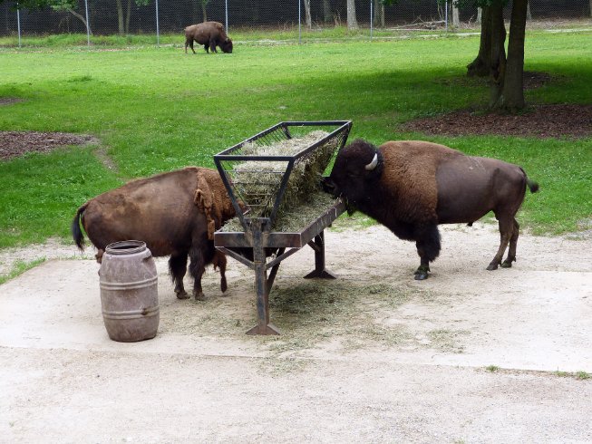 American Bison